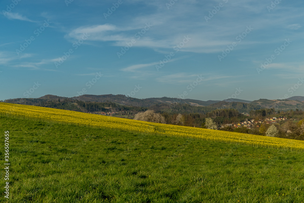 View of a hill on which is a rapeseed field full of yellow flowers.