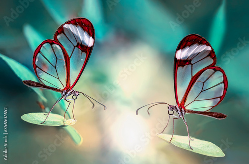 Closeup beautiful glasswing butterflies (Greta oto) in a summer garden.