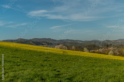 View of a hill on which is a rapeseed field full of yellow flowers.
