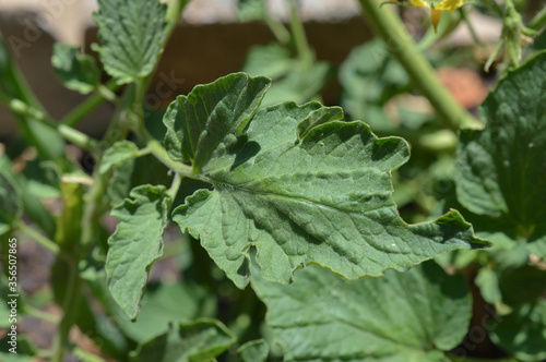 Wallpaper Mural Close up of a tomato leaf  Torontodigital.ca
