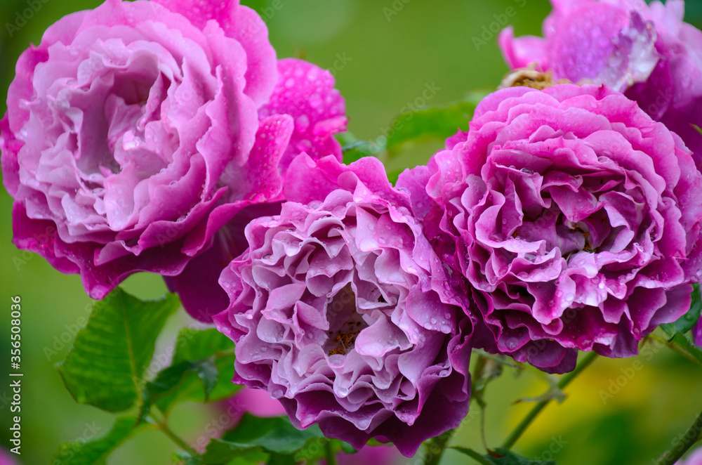 Obraz premium purple rose