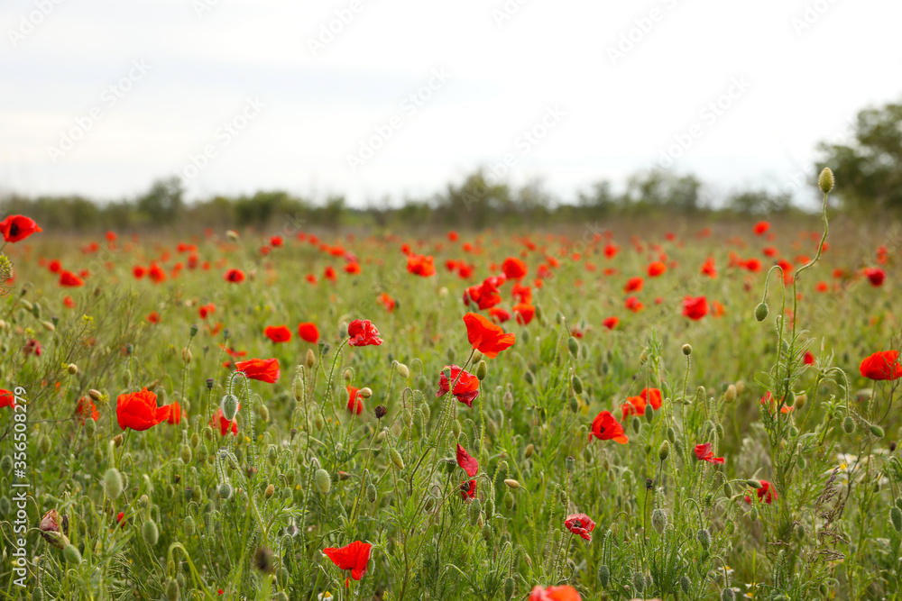 Beautiful red poppy flowers growing in field