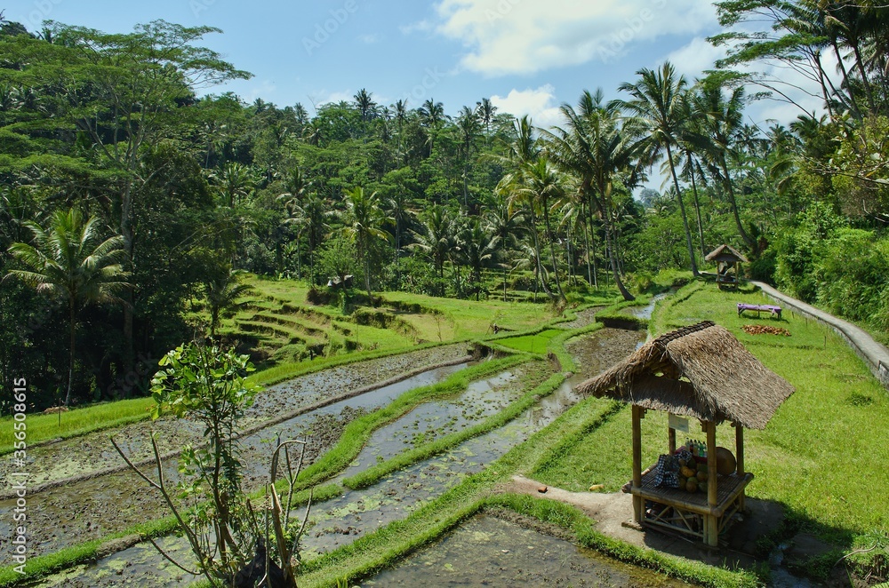 Valley with rice fields at Gunung Kawi temple complex.