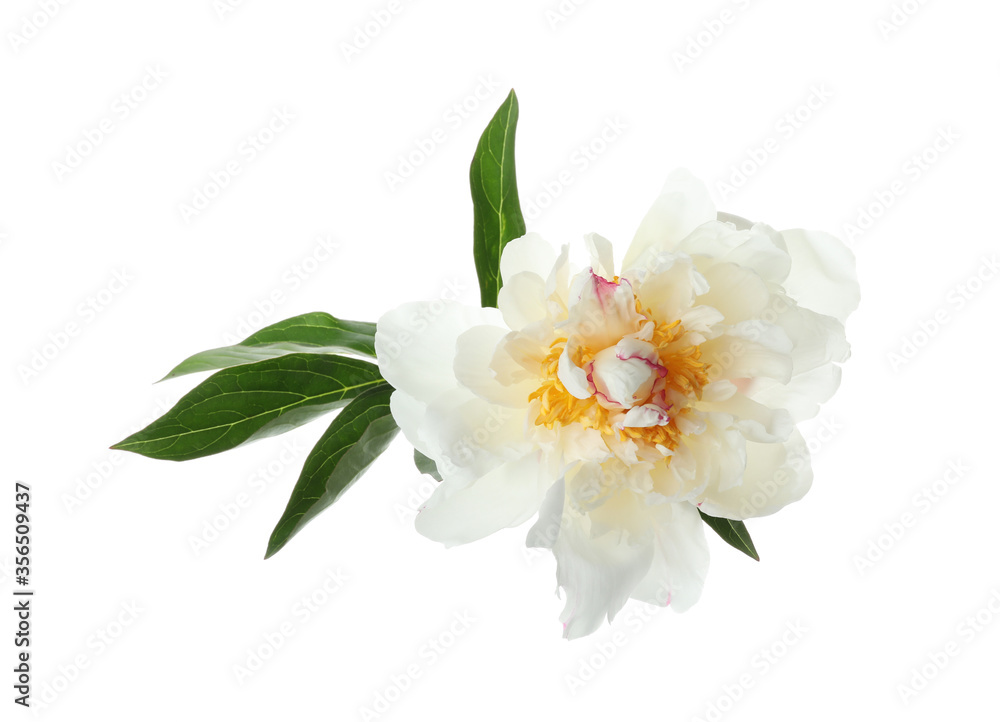 Beautiful fragrant peony flower isolated on white Beautiful fragrant peony flower isolated on white