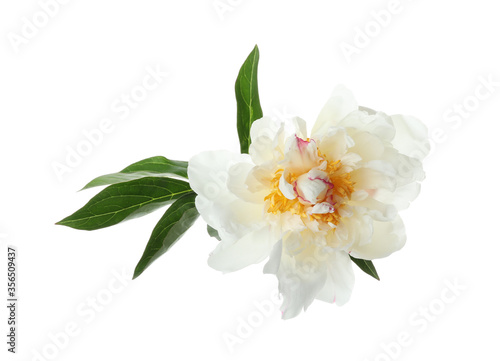 Beautiful fragrant peony flower isolated on white © New Africa