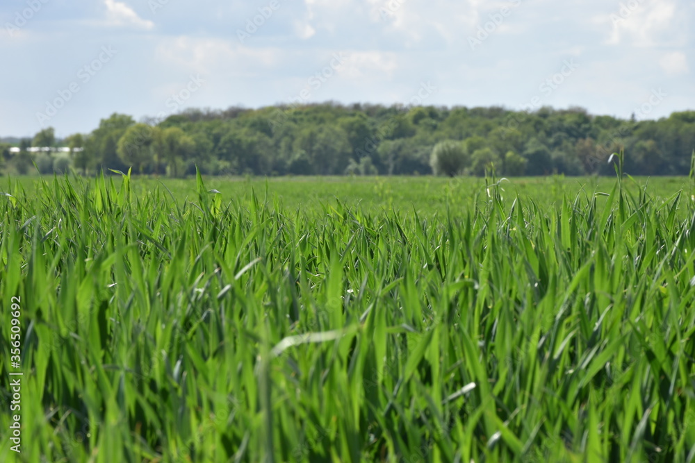field of grass field of grass