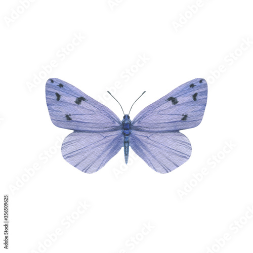 Watercolor butterfly of blue violet color. isolate on a white background. Drawn bright butterfly for design.