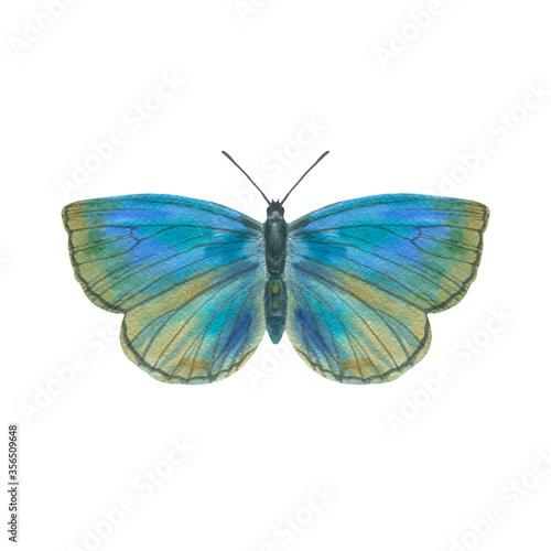 Watercolor butterfly in blue and brown. isolate on a white background. Drawn bright butterfly for design.