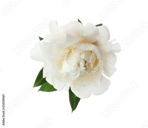 Fototapeta Naklejka Na Ścianę i Meble -  Beautiful fragrant peony flower isolated on white
