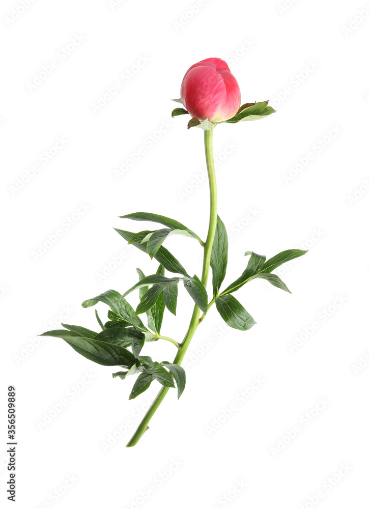 Obraz premium Beautiful pink peony bud isolated on white