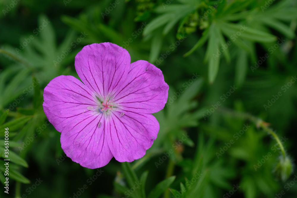 Geranium sanguineum, common names bloody crane's-bill or bloody geranium. Purple flower in macro from above. Flat lay. Geranium sanguineum, common names bloody crane's-bill or bloody geranium. Purple flower in macro from above. Flat lay.