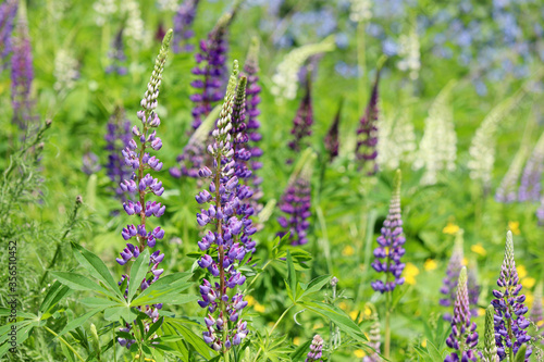 Lupin flowers blooming on a summer meadow. Wildflowers in green grass