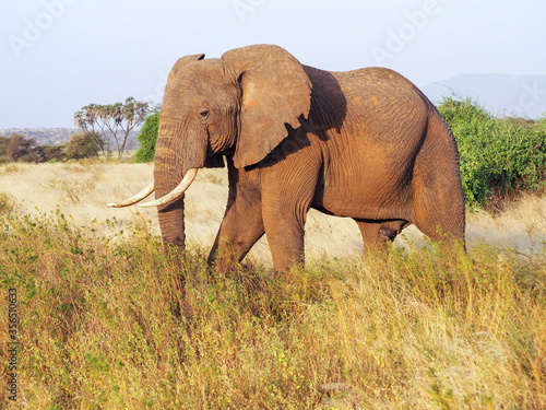 Elephant walking in Samburu National Park  Kenya