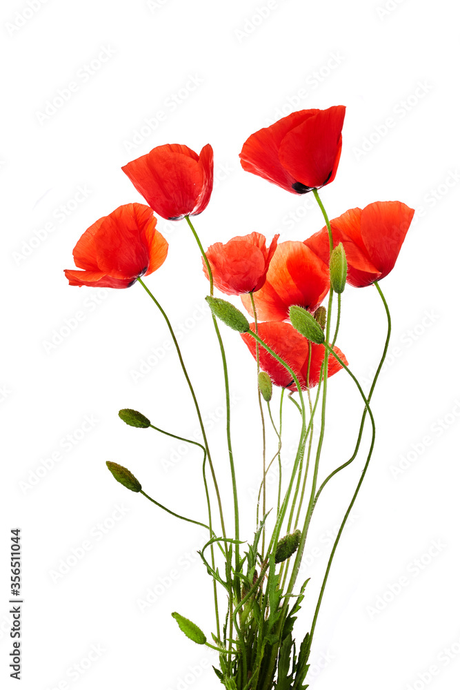 Naklejka premium Red poppies isolated on white background. Wild spring wildflower. Remembrance day background