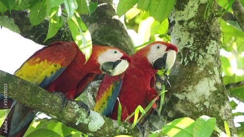 Scarlet macaw in rainforest chiapas lacandona mexico photo