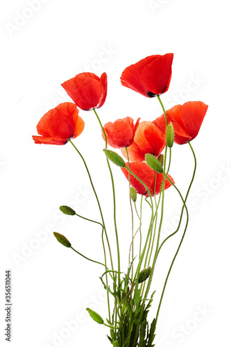 Red poppies isolated on white background. Wild spring wildflower. Remembrance day background