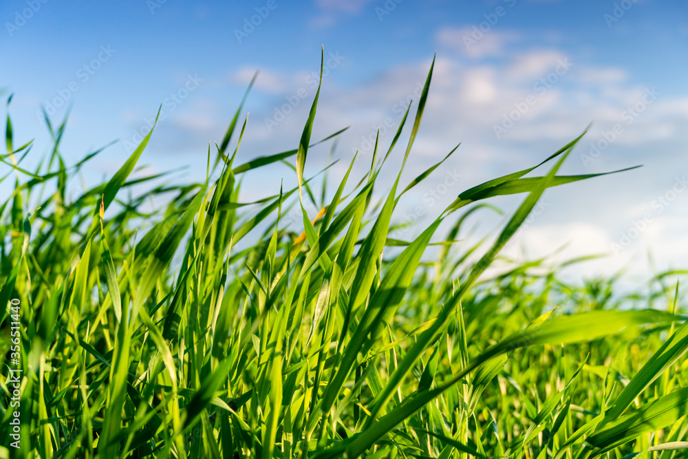 Obraz premium Green meadow or lawn in summer sunset. Natural background
