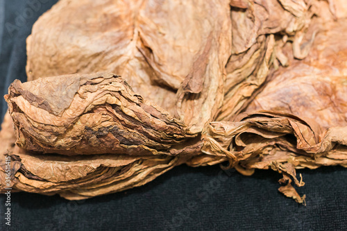 Tobacco leaves lying on moistened fabric photo