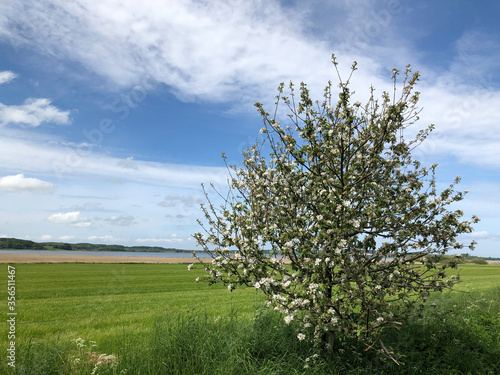 Fotografija Danish landscape with fields at Limfjord, North Jutland