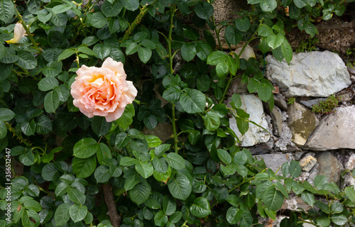 Pink-orange Rose Flower on a Stone Wall