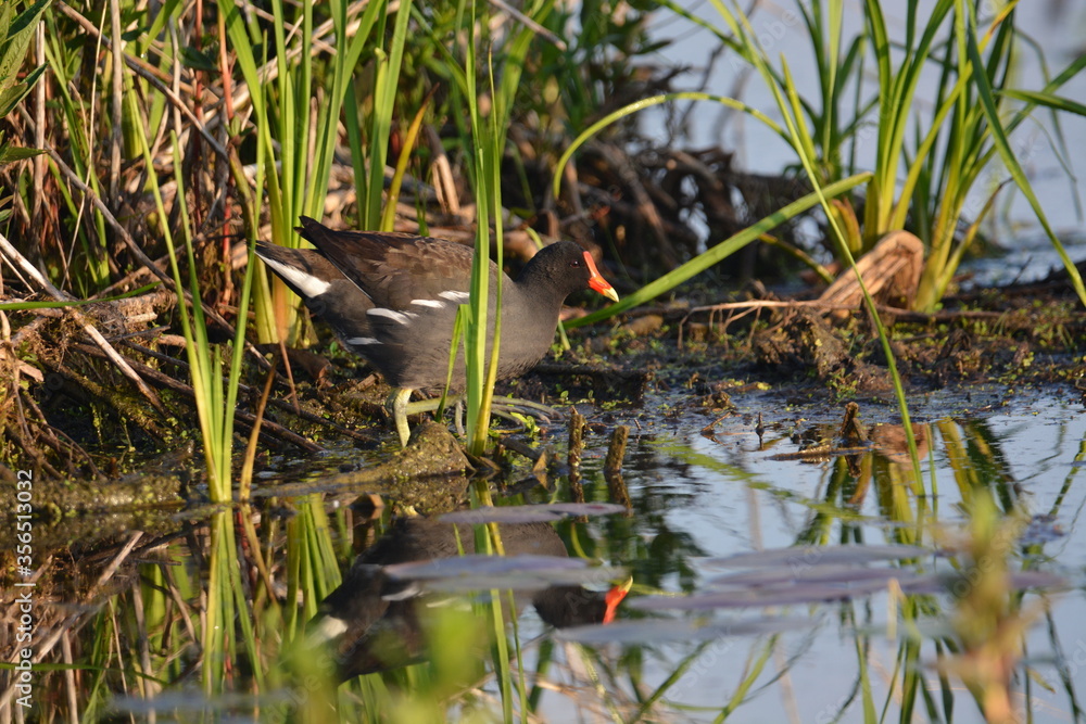 Common Gallinule moorhen walking in marsh Common Gallinule moorhen walking in marsh