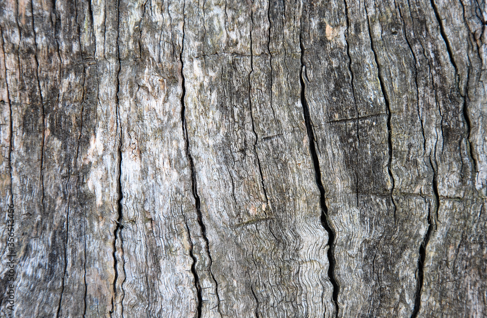 background of old wood. cracked old tree background of old wood. cracked old tree