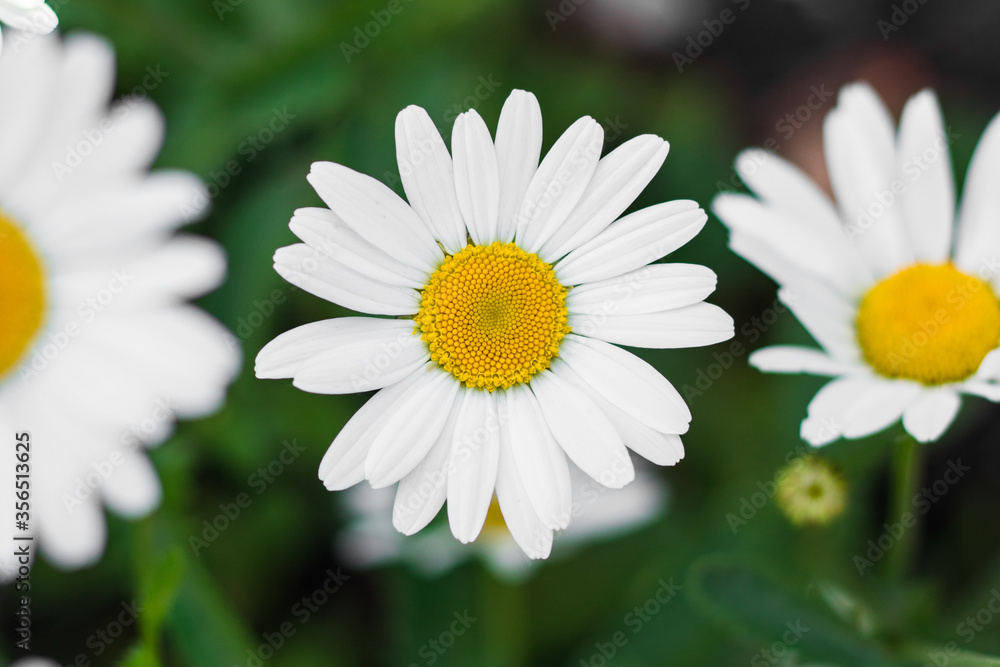 Chamomile flowers in the meadow, selective focus Chamomile flowers in the meadow, selective focus