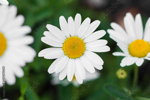 Chamomile flowers in the meadow, selective focus