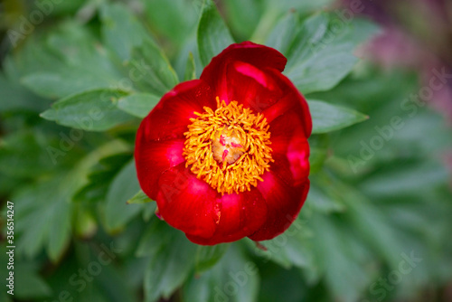 Top view of paeonia peregrina - Wild plant shot in spring.