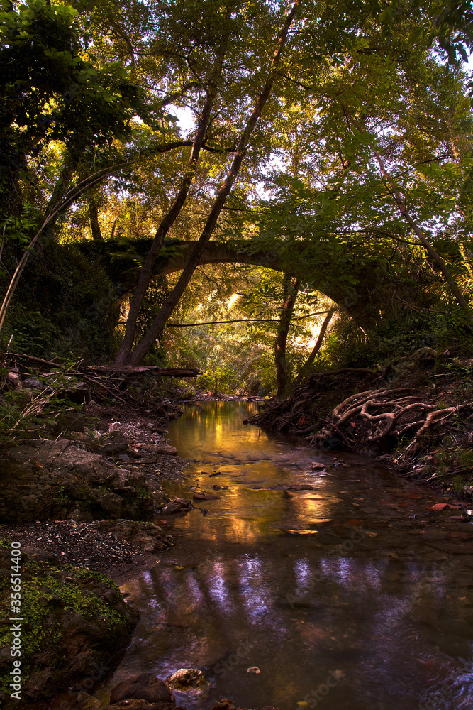 River in the forest crossing a bridge River in the forest crossing a bridge