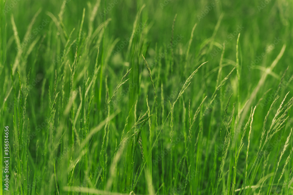 Field of green grass with spikelets closeup. Time for haymaking of ripened green grass in the meadow. Wallpaper, natural background.