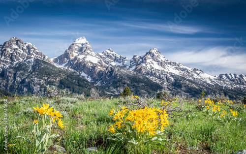 Grand Teton National Park, Balsamroots Flower in the spring,  photo