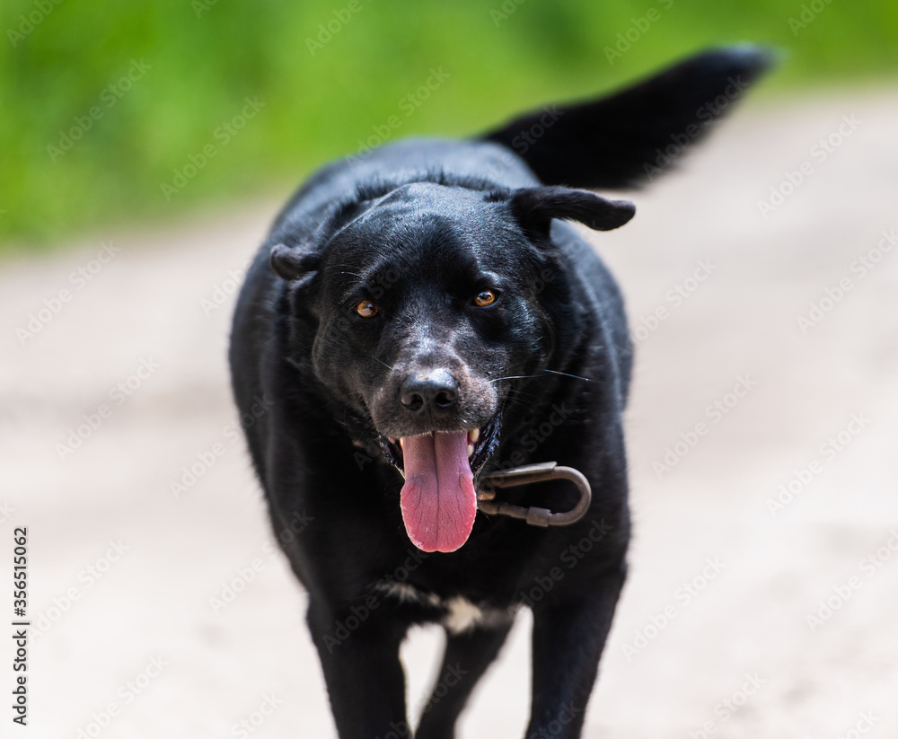 Portrait of a beautiful, positive running black dog Portrait of a beautiful, positive running black dog