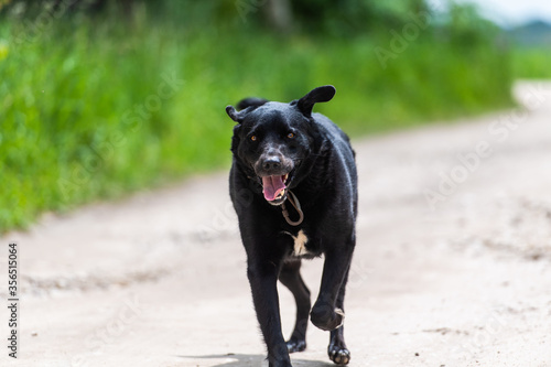 Portrait of a beautiful, positive running black dog
