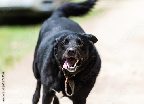 Portrait of a beautiful  positive running black dog