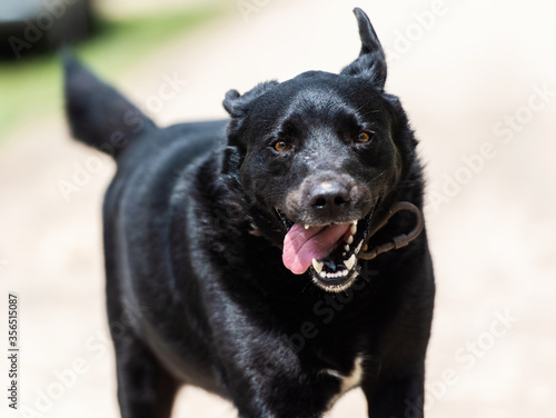 Fototapeta Naklejka Na Ścianę i Meble -  Portrait of a beautiful, positive running black dog