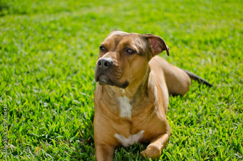 Golden brown female pit bull dog laying in the green grass Golden brown female pit bull dog laying in the green grass