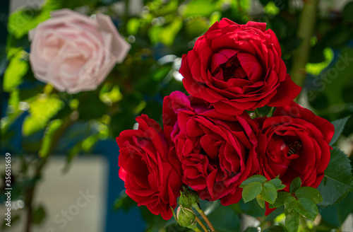 red roses outside in the nature