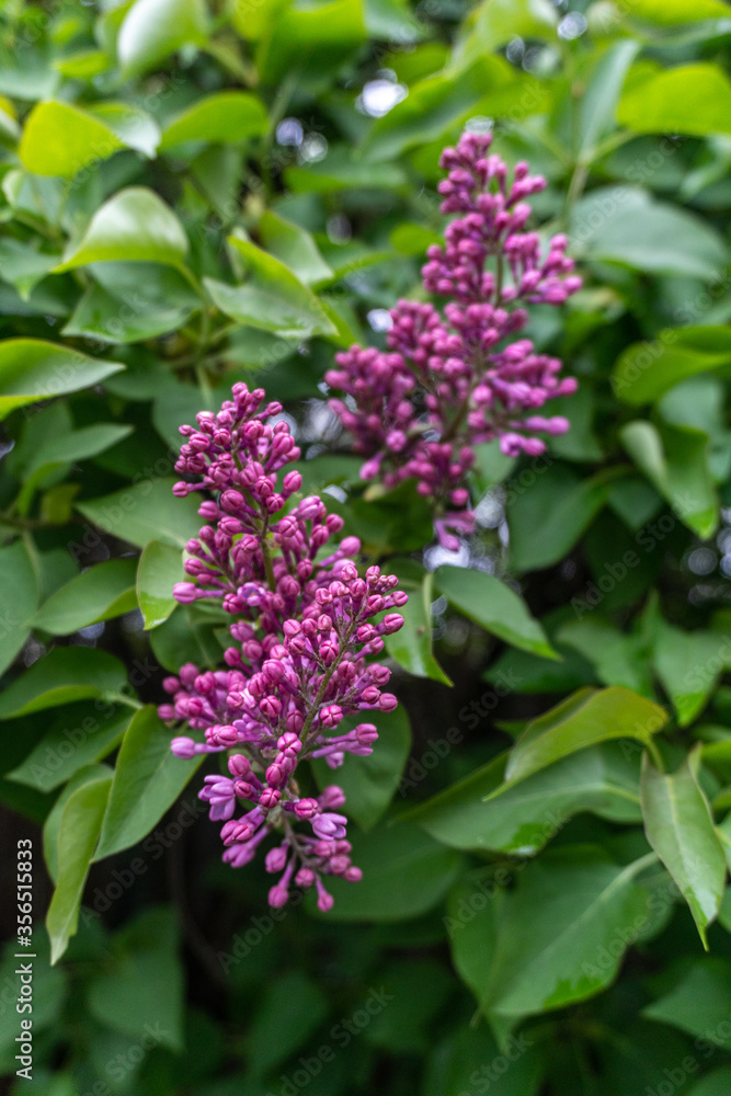 lilac flowers in the garden lilac flowers in the garden