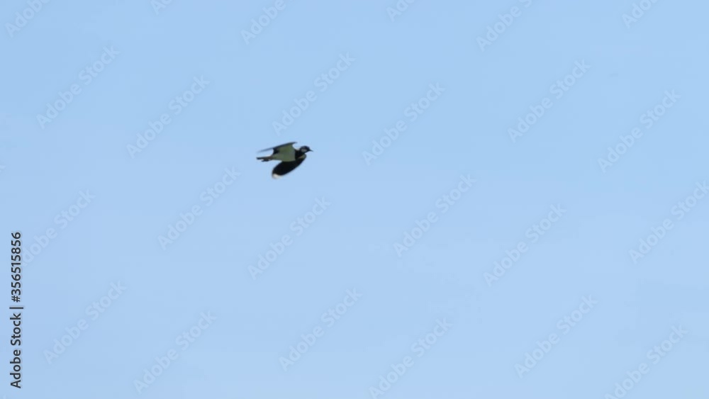 Bird flying against blue sky. Bird Soaring in Air. Slow motion. Close up.. Bird flying against blue sky. Bird Soaring in Air. Slow motion. Close up..