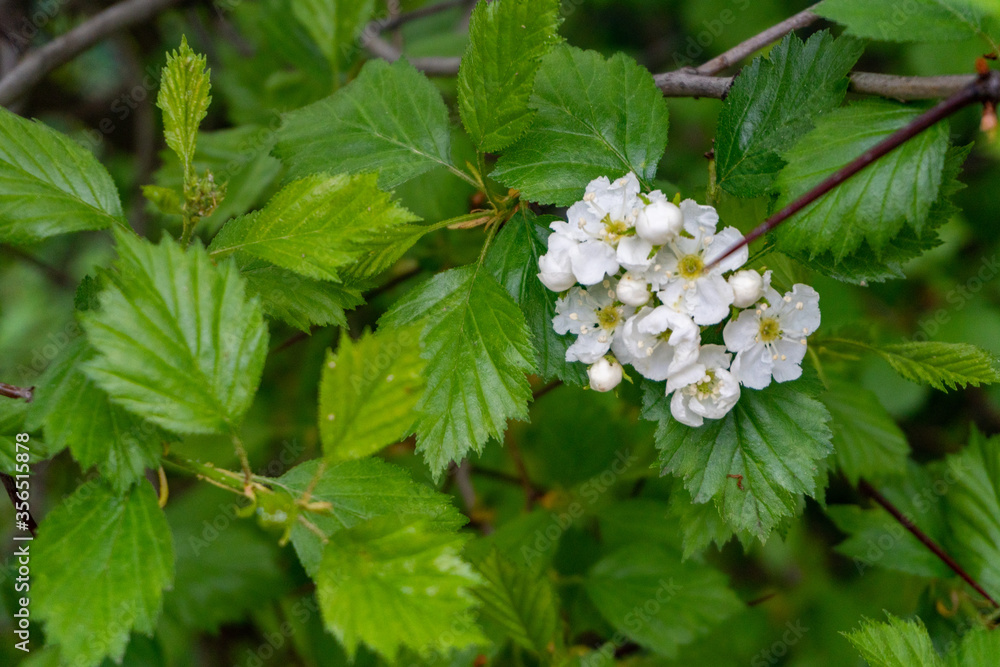 blossoming apple tree in the leaves blossoming apple tree in the leaves