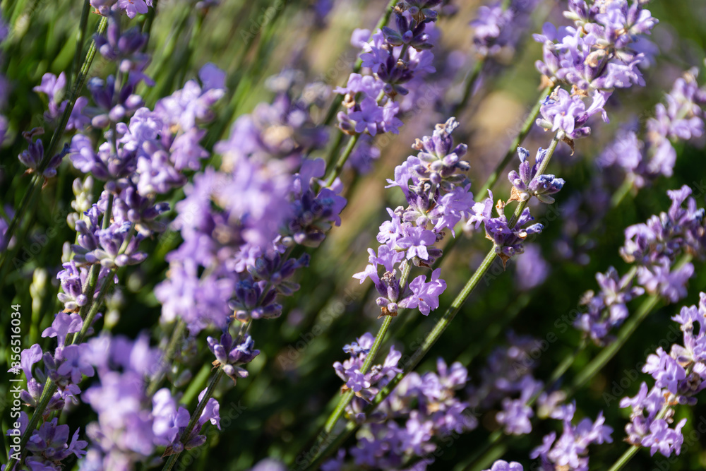 Obraz premium Closeup of lavender flowers. Blooming lavender close-up. Beautiful purple lavender flowers in sunlight.