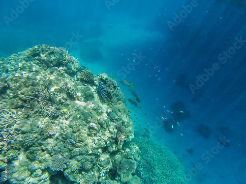 Fishes and sunlight in the Coral barrier, Australia