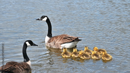 Canada Goose Family