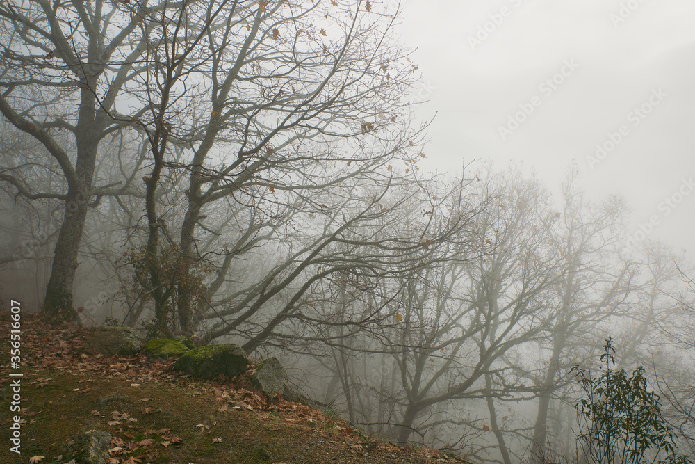 bosque de robles otoño árbol niebla bosque de robles otoño árbol niebla