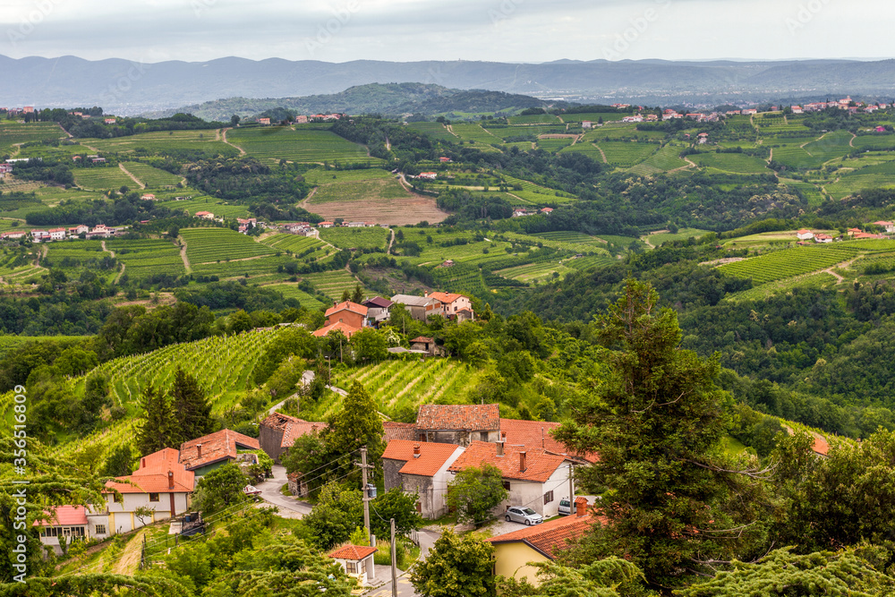 the young Italian hillside vineyard