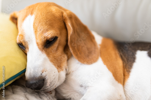 Beagle dog tired sleeps on a couch in funny position