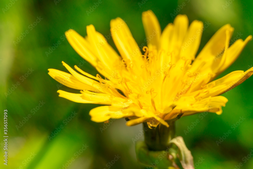 yellow dandelion flower close-up on green background, macro, background