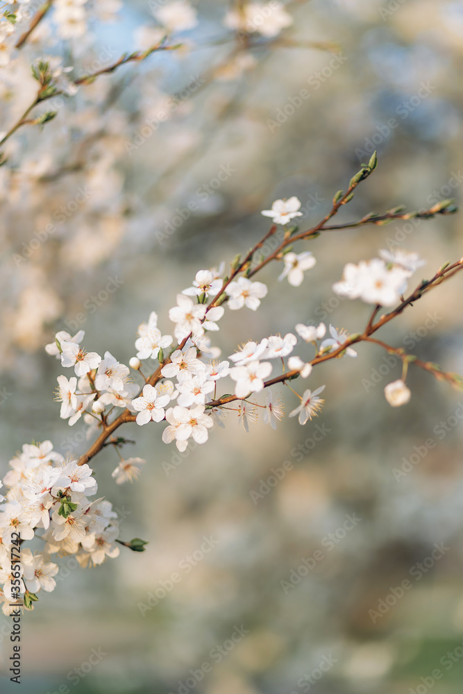 spring flowers. blooming garden spring flowers. blooming garden