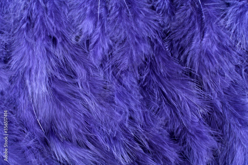 Background of small navy blue feathers.